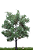 White poplar 18 cm - Imagem 1