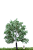 White poplar 15 cm - Imagem 1