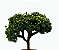 Limoeiro - Imagem 1