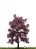 Blutbuche 18 cm - Imagem 1