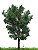 Canadian poplar 18 - Imagem 1