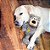 Brinquedo KONG Wild Knots Bear  para Cães (Cores Sortidas ) - Imagem 3