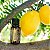 DO TERRA ÓLEO ESSENCIAL LEMON 15ML - Imagem 3