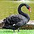 Cisne Negro adulto mais de 12 meses - Sitio Refúgio das Aves de Lumiar (a partir de Julho/2021) - Imagem 1