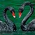 Cisne Negro de 6 a 12 meses - Sitio Refúgio das Aves de Lumiar (a partir de Julho/2021) - Imagem 2