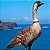 Ganso do Havaí de 6 a 12 meses - Sitio Refúgio das Aves de Lumiar (a partir de Julho/2021) - Imagem 1