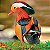 Marreco Mandarim Colorido de 6 a 12 meses - Sitio Refúgio das Aves de Lumiar - Imagem 3
