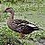 Marreco Spot Bill adulto mais de 12 meses - Sitio Refúgio das Aves de Lumiar (a partir de Julho/2021) - Imagem 1