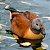 Tadorna Cana adulto de 6 a 12 meses - Sitio Refúgio das Aves de Lumiar (a partir de Julho/2021) - Imagem 1