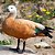 Tadorna Ferruginea adulto mais de 12 meses - Sitio Refúgio das Aves de Lumiar (a partir de Julho/2021) - Imagem 1