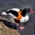 Tadorna Tricolor adulto mais de 12 meses - Sitio Refúgio das Aves de Lumiar (a partir de Julho/2021) - Imagem 2