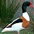 Tadorna Tricolor de 6 a 12 meses - Sitio Refúgio das Aves de Lumiar (a partir de Julho/2021) - Imagem 1