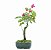 Bonsai de Primavera Boungavillea 4 anos (30 cm) - Imagem 4