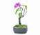 Bonsai de Primavera Boungavillea 4 anos (30 cm) - Imagem 2