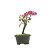 Bonsai de Primavera Boungavillea 3 anos (23 cm) - Imagem 2
