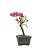 Bonsai de Primavera Boungavillea 3 anos (23 cm) - Imagem 4