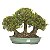 Bosque de Bonsai de Buxus Harlandi - 17 anos (38 cm) - Imagem 1