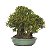 Bosque de Bonsai de Buxus Harlandi - 17 anos (38 cm) - Imagem 2