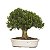 Bonsai de Buxus Harlandi - 15 anos (37 cm) - Imagem 1