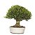 Bonsai de Buxus Harlandi - 15 anos (37 cm) - Imagem 4