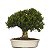 Bonsai de Buxus Harlandi - 15 anos (37 cm) - Imagem 3