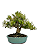 Bonsai de Buxus Harlandi - 14 anos (37 cm) - Imagem 1