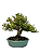 Bonsai de Buxus Harlandi - 14 anos (37 cm) - Imagem 3