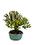 Bonsai de Buxus Harlandi - 14 anos (37 cm) - Imagem 2