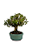 Bonsai de Buxus Harlandi - 14 anos (37 cm) - Imagem 4