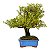 Bonsai de Buxus Harlandi - 14 anos (37 cm) - Imagem 4