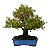 Bonsai de Buxus Harlandi - 14 anos (37 cm) - Imagem 3
