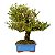 Bonsai de Buxus Harlandi - 14 anos (37 cm) - Imagem 2