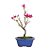Bonsai de Primavera Boungavillea 3 anos (30 cm) - Imagem 3