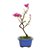 Bonsai de Primavera Boungavillea 3 anos (30 cm) - Imagem 4