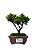 Bonsai de Junípero Shimpaku 2 anos (16 cm) - Imagem 1