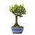 Bonsai de Buxus Harlandi - 5 anos (24 cm) - Imagem 2