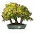 Bosque do Bonsai de Acer Palmatum 17 Anos ( 45 cm) - Imagem 1