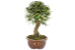 Bonsai de Calliandra  14 Anos ( 39 cm ) - Imagem 4