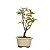 Bonsai de Primavera Boungavillea 3 anos (26 cm) - Imagem 2