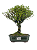 Serissa Chinesa (Phoetida)  5 anos ( 30 cm) Florescendo - Imagem 1
