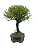 Serissa Chinesa (Phoetida)  5 anos ( 30 cm) Florescendo - Imagem 2