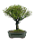 Serissa Chinesa (Phoetida)  5 anos ( 30 cm) Florescendo - Imagem 3