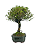 Serissa Chinesa (Phoetida)  5 anos ( 30 cm) Florescendo - Imagem 4