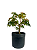 Pré Bonsai de Acer Palmatum ( Momiji ) 4 anos (30 cm) - Imagem 2