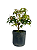 Pré Bonsai de Acer Palmatum ( Momiji ) 4 anos (30 cm) - Imagem 3