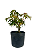 Pré Bonsai de Acer Palmatum ( Momiji ) 4 anos (30 cm) - Imagem 4
