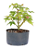 Pré Bonsai de Acer Palmatum ( Momiji ) 4 anos (34 cm) - Imagem 3