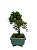 Bonsai de Junípero Shimpaku 2 anos (19 cm) - Imagem 4