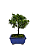 Bonsai de Junípero Shimpaku 2 anos (18 cm) - Imagem 3