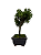 Bonsai de Junípero Shimpaku 2 anos (18 cm) - Imagem 2